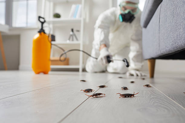 Commercial Kitchen Cockroach Control in Dale